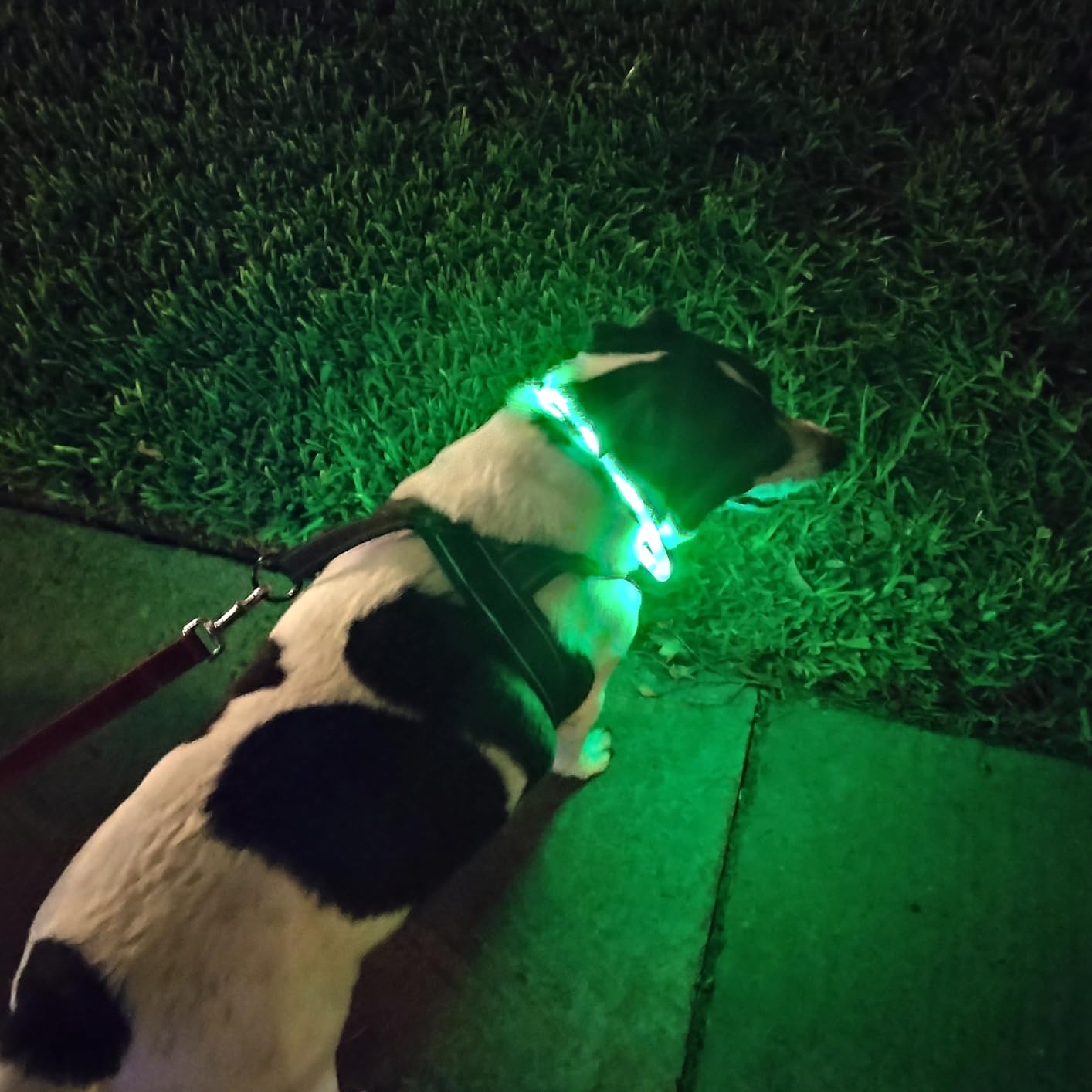 Siliconen LED-hondenhalsband,  - Tech Dog Accessories recensie en prijs